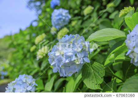 Hydrangea garden in full bloom of the citizens' forest Hydrangea garden in full bloom of the citizens' forest 67063160