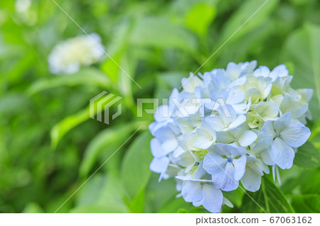 Hydrangea garden in full bloom of the citizens' forest 67063162