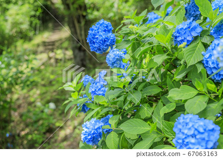 Hydrangea garden in full bloom of the citizens' forest Hydrangea garden in full bloom of the citizens' forest 67063163