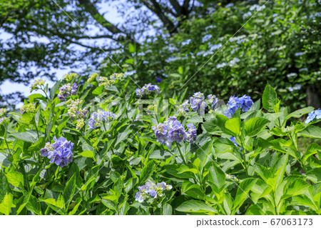 Hydrangea garden in full bloom of the citizens' forest 67063173