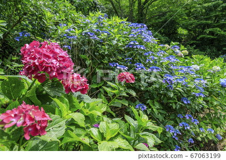 Hydrangea garden in full bloom of the citizens' forest Hydrangea garden in full bloom of the citizens' forest 67063199
