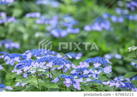 Hydrangea garden in full bloom of the citizens' forest 67063215