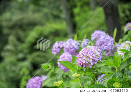 繡球花園盛開,市民的森林 繡球花園盛開,市民的森林 67063350