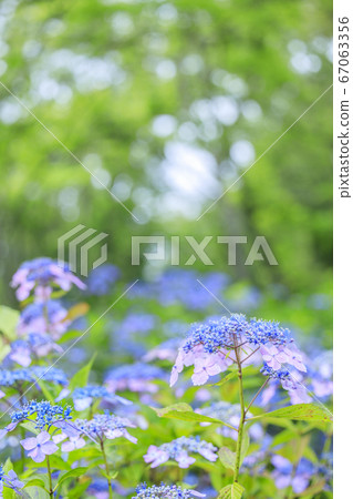 繡球花園盛開，市民的森林 67063356