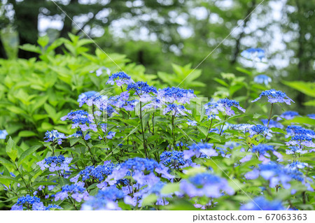 繡球花園盛開，市民的森林 67063363