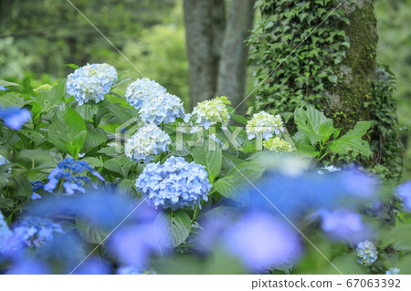 繡球花園盛開，市民的森林 67063392