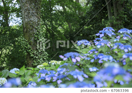 Hydrangea garden in full bloom of the citizens' forest Hydrangea garden in full bloom of the citizens' forest 67063396