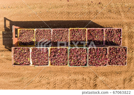 Pallets of fresh picked Beetroot in a field Pallets of fresh picked Beetroot in a field 67063822