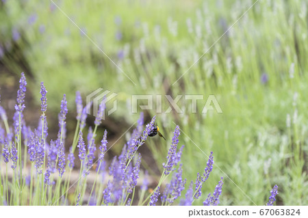 [Lavender and bear bee in Sagamihara Kita Park] 67063824