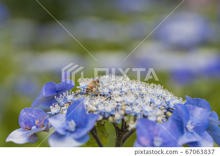 [Gaku hydrangea and honey bee in Sagamihara Kita Park] 67063837