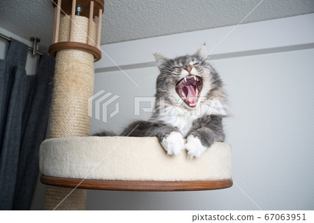 cat yawning on scratching post 67063951