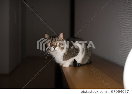 cat sitting on wooden bench 67064057