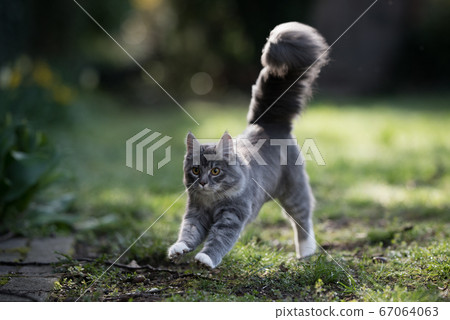 running cat with fluffy long tail running cat with fluffy long tail 67064063