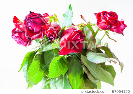 bouquet of withered red roses on pale background 67064100