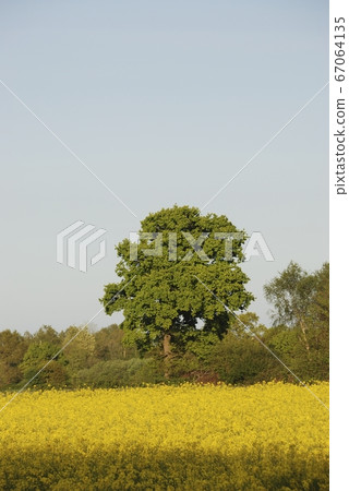 rapeseed field in Brittany rapeseed field in Brittany 67064135