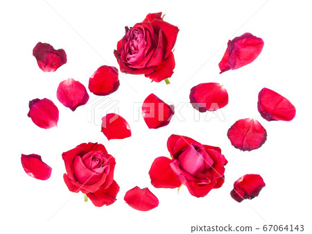 withered petals and three red rose blooms 67064143