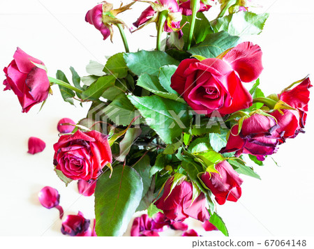 bouquet of withered red rose flowers on pale table bouquet of withered red rose flowers on pale table 67064148