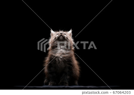 maine coon kitten looking up into the light 67064203