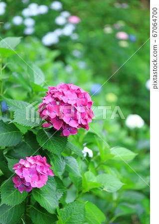 Beautiful hydrangea that shines in the green 67064700