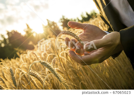 Closeup of hands of businessman cupping a ripe ear Closeup of hands of businessman cupping a ripe ear 67065023
