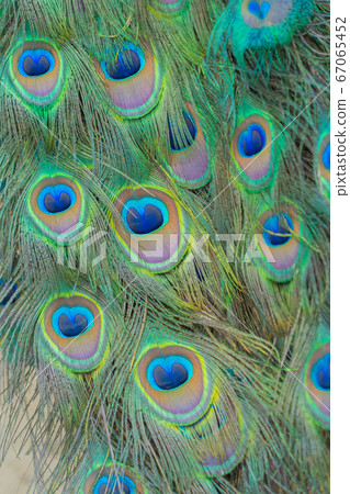 Peacock bird displaying out spread tail feathers 67065452