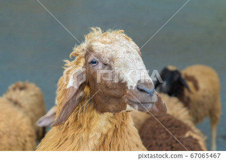 goats, lamb, or sheep in farm at zoo park in rural goats, lamb, or sheep in farm at zoo park in rural 67065467