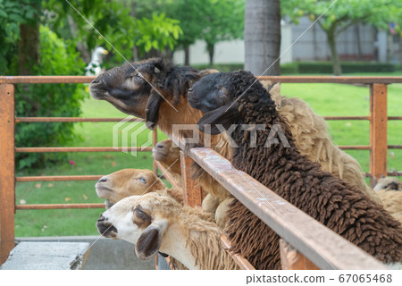 goats, lamb, or sheep in farm at zoo park in rural goats, lamb, or sheep in farm at zoo park in rural 67065468