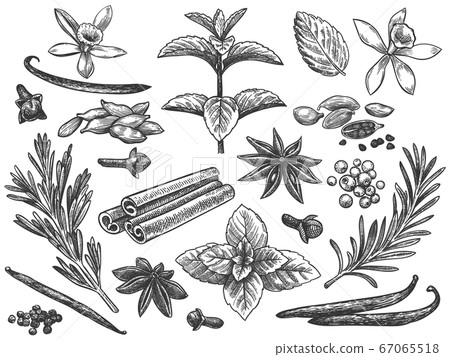Engraved spices. Cardamom, vanilla flower and pod. mint, black pepper and rosemary, cloves. Indian cooking seeds hand drawn vector set Engraved spices. Cardamom, vanilla flower and pod. mint, black pepper and rosemary, cloves. Indian cooking seeds hand drawn vector set 67065518