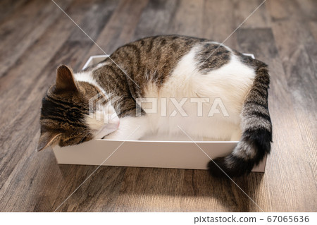 Domestic young cat sleeping in the box Domestic young cat sleeping in the box 67065636