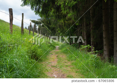 Rothaarsteig, Sauerland, Germany Rothaarsteig, Sauerland, Germany 67065806