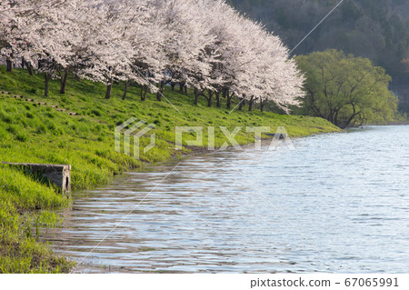 Row of cherry blossom trees, Lake Shiraryu, Mihara City, Hiroshima Prefecture 67065991