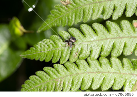 Udevuto Flycatcher 67066096