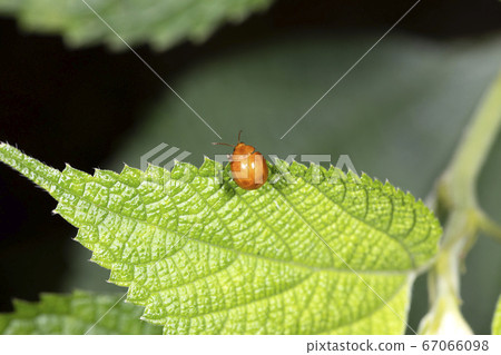 Ooca Marni Moth 67066098