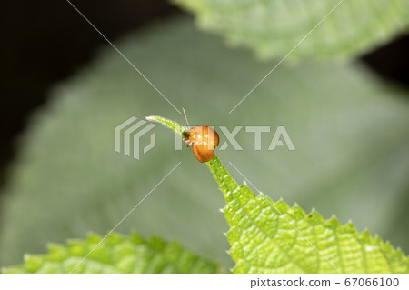 Ooca Marni Moth 67066100