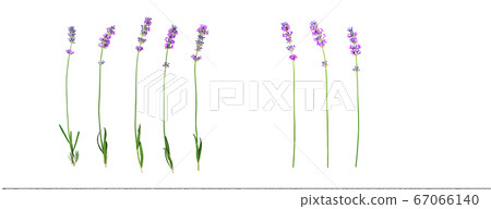 Lavender flowers pattern isolated on white background. Lavender flowers pattern isolated on white background. 67066140