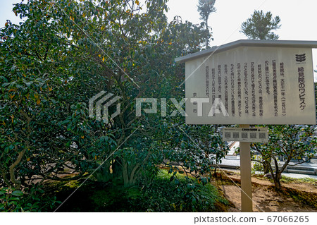 Daibokuji Soubiin's Wabisuke camellia 67066265