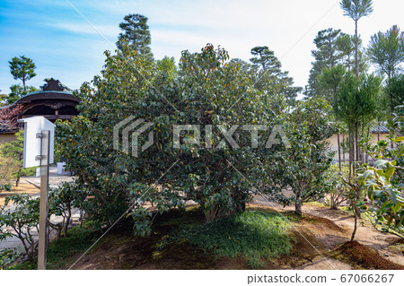 Daibokuji Soubiin's Wabisuke camellia Daibokuji Soubiin's Wabisuke camellia 67066267