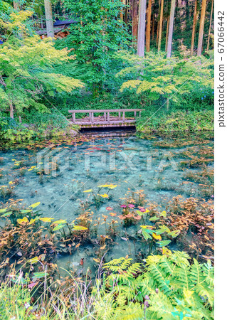 Nameless pond (June Monet's pond Gifu) 67066442