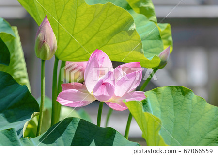 Lotus (June Nanjo Fukui) Lotus (June Nanjo Fukui) 67066559