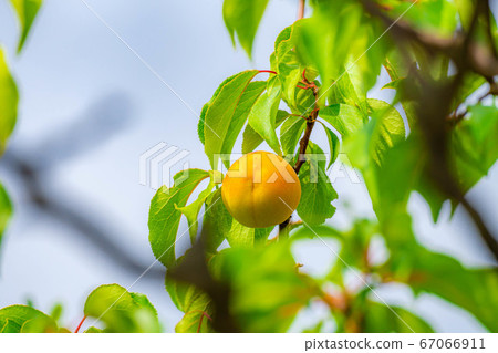 Tree-shaped plum fruits [Nagano Prefecture] 67066911