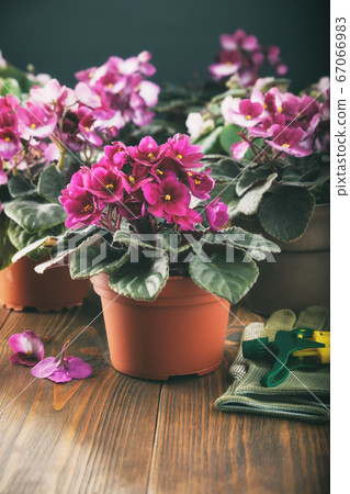Potted Saintpaulia violet flowers on table. 67066983