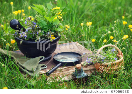 Mortar of medicinal herbs, old book and infusion Mortar of medicinal herbs, old book and infusion 67066988