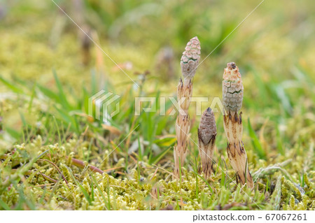 馬尾家庭 67067261