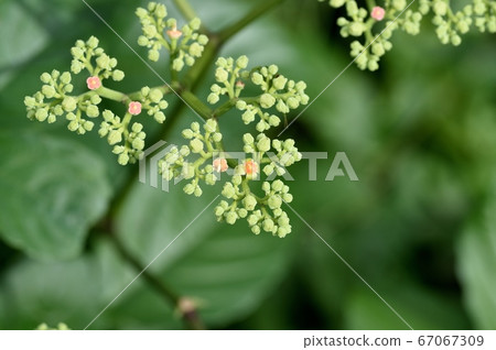 Yellow flower flower 67067309