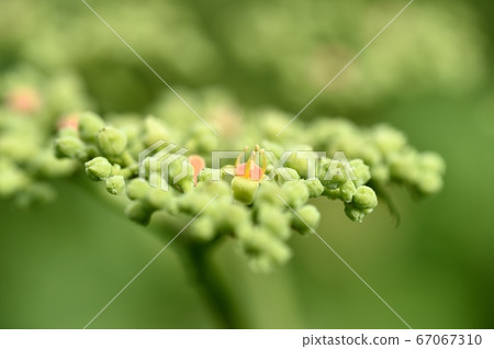 Yellow flower flower Yellow flower flower 67067310