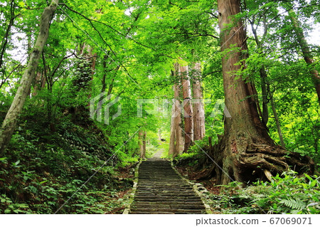 Yamagata Dewa Sanzan, the approach to the cedar trees in Mt. Haguro Yamagata Dewa Sanzan, the approach to the cedar trees in Mt. Haguro 67069071