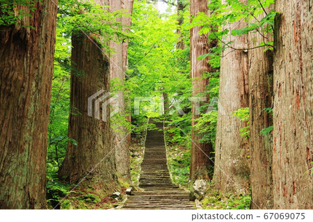 Yamagata Dewa Sanzan, the approach to the cedar trees in Mt. Haguro 67069075