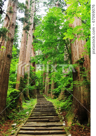 Yamagata Dewa Sanzan, the approach to the cedar trees in Mt. Haguro 67069076