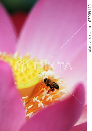 Oga lotus and bees in Chiba park Oga lotus and bees in Chiba park 67069146