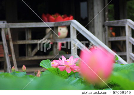 Oga Lotus Tochihana in Chiba Park 67069149